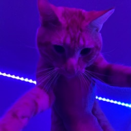 xnzsqj